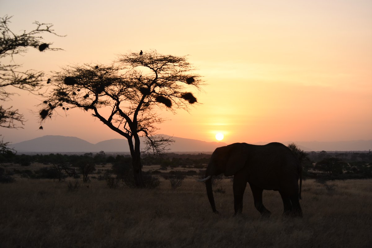 rhinowatchlodge's tweet photo. “If there were one more thing I could do, it would be to go on safari once again.” - Karen Blixen https://t.co/wkctXOxLnj