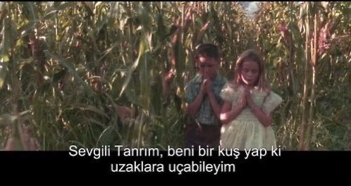 CryptoWolfManTR's tweet photo. "Sevgili Tanrım, beni bir kuş yap ki uzaklara uçabileyim." (Forrest Gump) https://t.co/paXbljrmcc