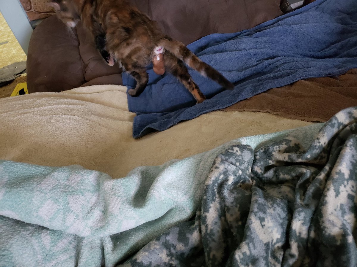 Mom trying really hard to find a spot on the recliner that isn't covered by blankets/towels to crap this one out. Is it supposed to look like a water balloon?