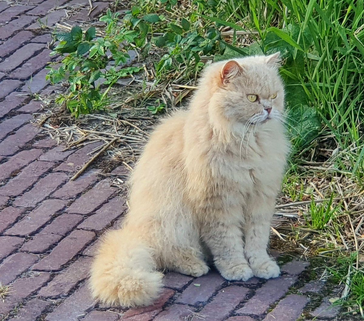 ArjaKastelein's tweet photo. Gezelschap in de #dorpstuin 🐾🐾🐱 https://t.co/cWudiOLA2v