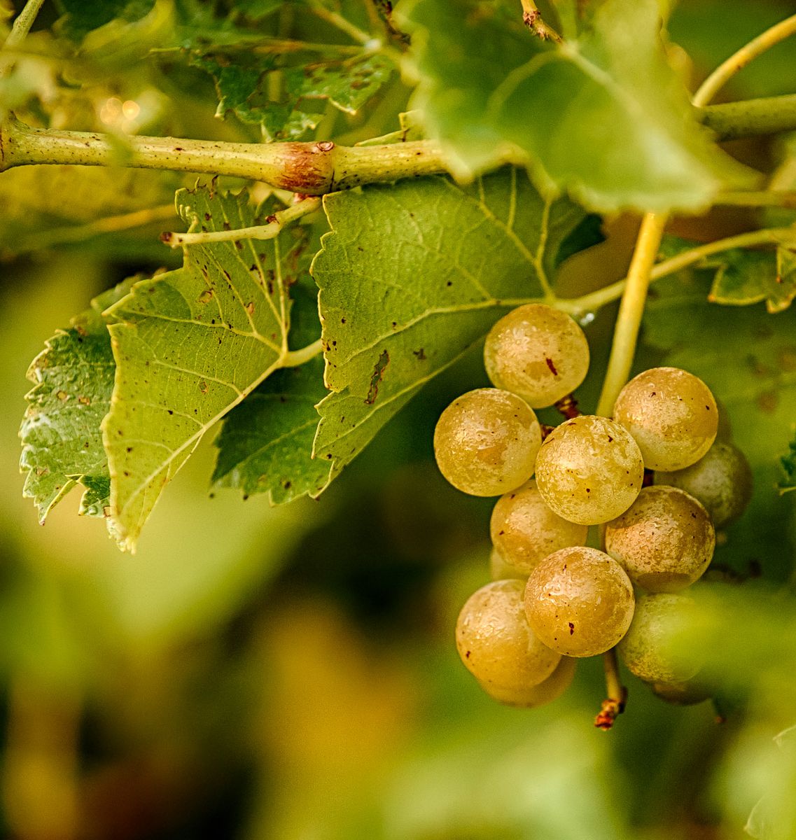 Find some Autumn inspiration in this week's newsletter along with this weekend's live music lineup, a lesson on Missouri grapes, and Sunset Bistro selections for Saturday!  #siplocal #montellewinery #fall #foodandwine #autumn #norton #harvest conta.cc/3m6do4Z