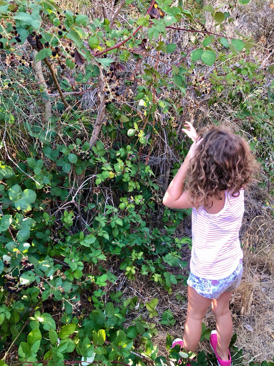 SoCalARocha's tweet photo. “Taste and see that the LORD is good; blessed is the one who takes refuge in him.” (Psalm 34:8)

#ChurchInCreation allows us to engage all of our senses in worship of our Creator, including taste! While enjoying wild blackberries, we were reminded of the sweetness of God's Word. https://t.co/7972a6pcU1