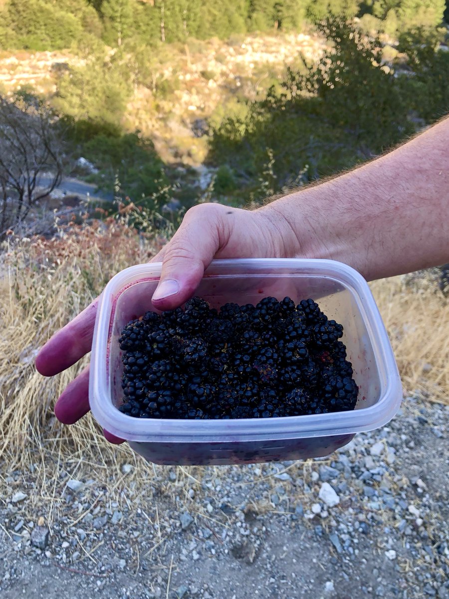 SoCalARocha's tweet photo. “Taste and see that the LORD is good; blessed is the one who takes refuge in him.” (Psalm 34:8)

#ChurchInCreation allows us to engage all of our senses in worship of our Creator, including taste! While enjoying wild blackberries, we were reminded of the sweetness of God's Word. https://t.co/7972a6pcU1