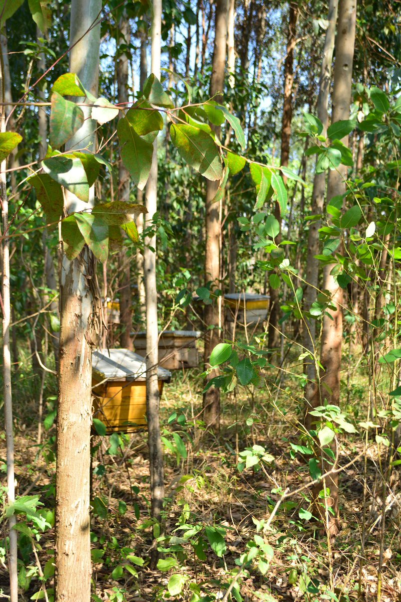 TYakushigawa's tweet photo. I want to outsource refining process of honey. Our farmers in Migori make very delicious honey but their honey is just removed from wax and is not refined up to the level of selling in a bottle at shops.
So if you know anybody who can do refining in Nairobi, please let me know!! https://t.co/a6A9hw7zQa