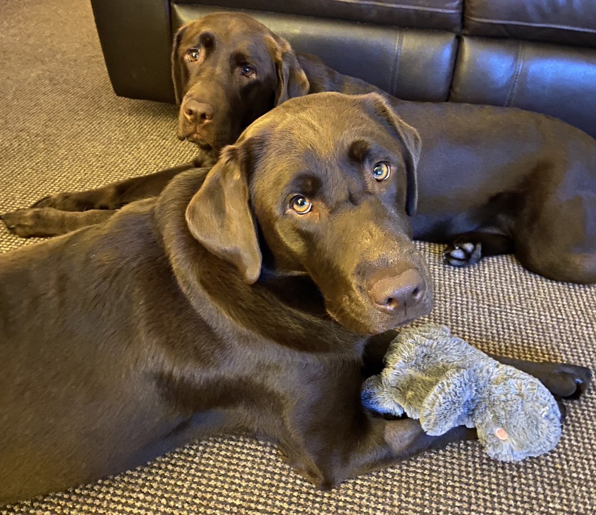 TailsOfElsaAbby's tweet photo. The girls are happy to be back together again - Thank you to Helen at @cedarmountvets for sorting Elsa out and fitting Abby in this afternoon💗 #bestvets #bestfriends #sisters #reunited #labradors #chocolatelabradors #labsofinsta https://t.co/3xbxCN3M7a
