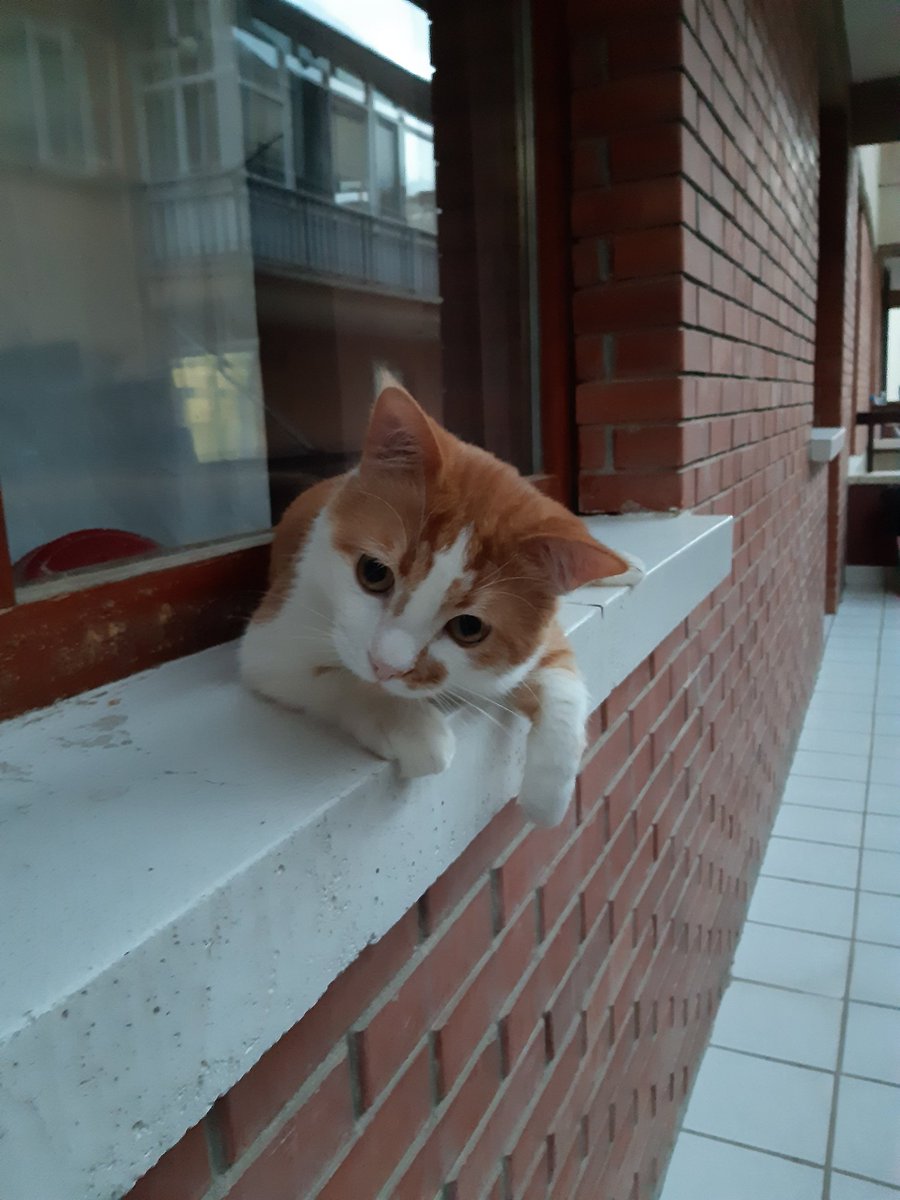 aloercanciragi's tweet photo. Yaw şu canlıya bi bak bee, Allah ne güzel yaratmış. Karıncaya bile basmak insanı bazen üzer..
#SudeAndasTutuklansın #uenililer18eylueldeSOKAKTA #COVID19 https://t.co/59phCC5MHA
