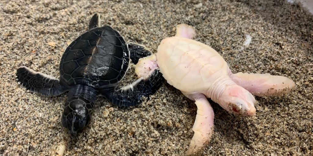 LoggerheadMC's tweet photo. During nesting season, we occasionally encounter albino hatchlings. Albinism is caused by a lack of functioning melanin-producing cells, it affects the entire body, including the eyes, which will appear pink. We've encountered several albino hatchlings this summer. #science https://t.co/du9jnLPbpZ
