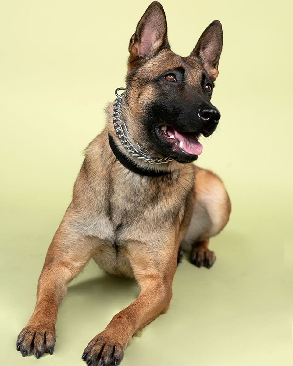 LititzPolice's tweet photo. #WorkingDogWednesday - K9 had a little photo shoot a few weeks ago thanks to our friends from @lititzpa
#LititzPolice #LBPDK9 https://t.co/xJbMd8yCEr