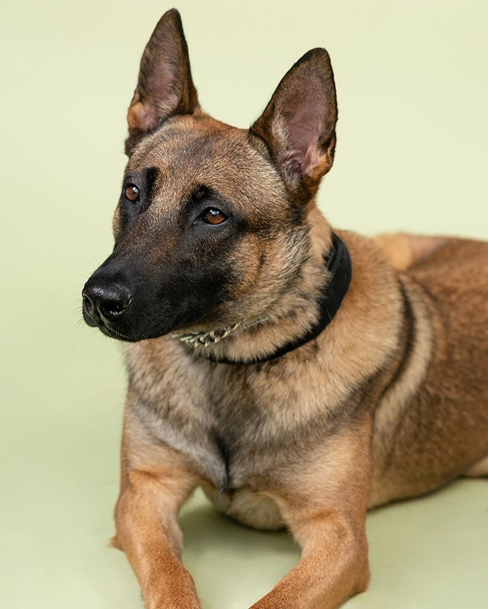 LititzPolice's tweet photo. #WorkingDogWednesday - K9 had a little photo shoot a few weeks ago thanks to our friends from @lititzpa
#LititzPolice #LBPDK9 https://t.co/xJbMd8yCEr