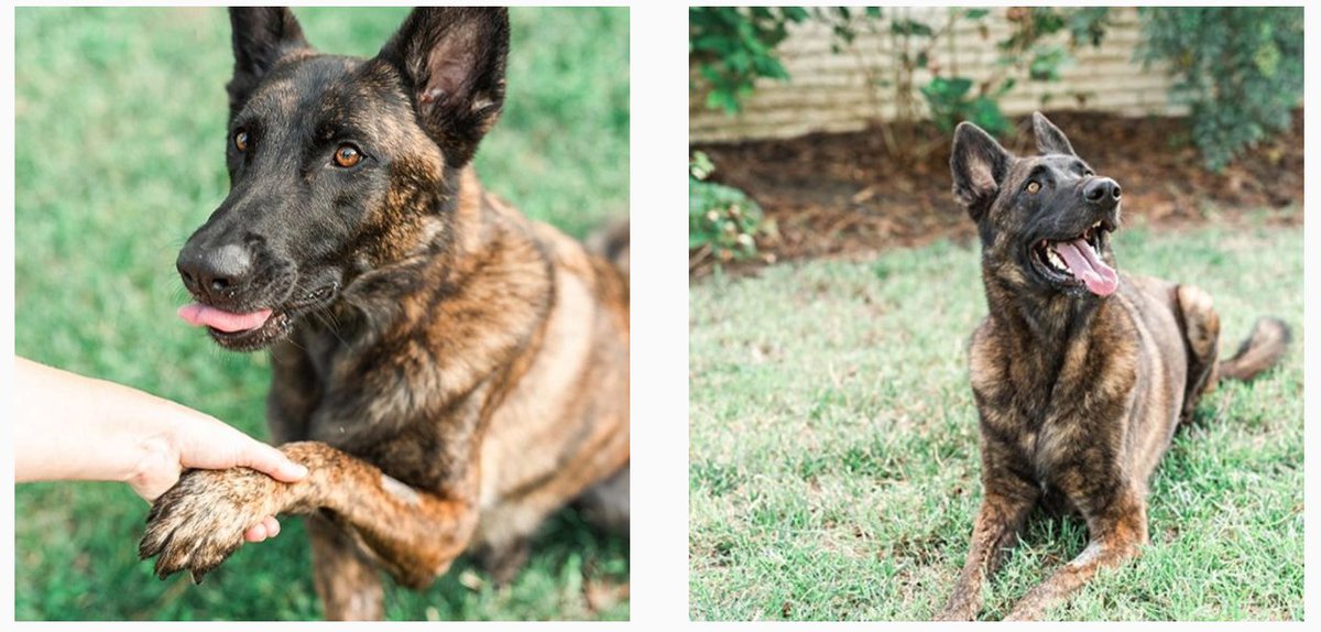 kdlafrance's tweet photo. My brother's dog, Ares has been diagnosed with cancer. He's 3 and needs a bone marrow transplant for a chance to survive.

Total cost? $43K. 

My heart is broken for my family. If you can, please consider donating to their GoFundMe. Anything helps ❤️

👉 https://t.co/xNcesH5V7m https://t.co/Hs92Zc5b4H