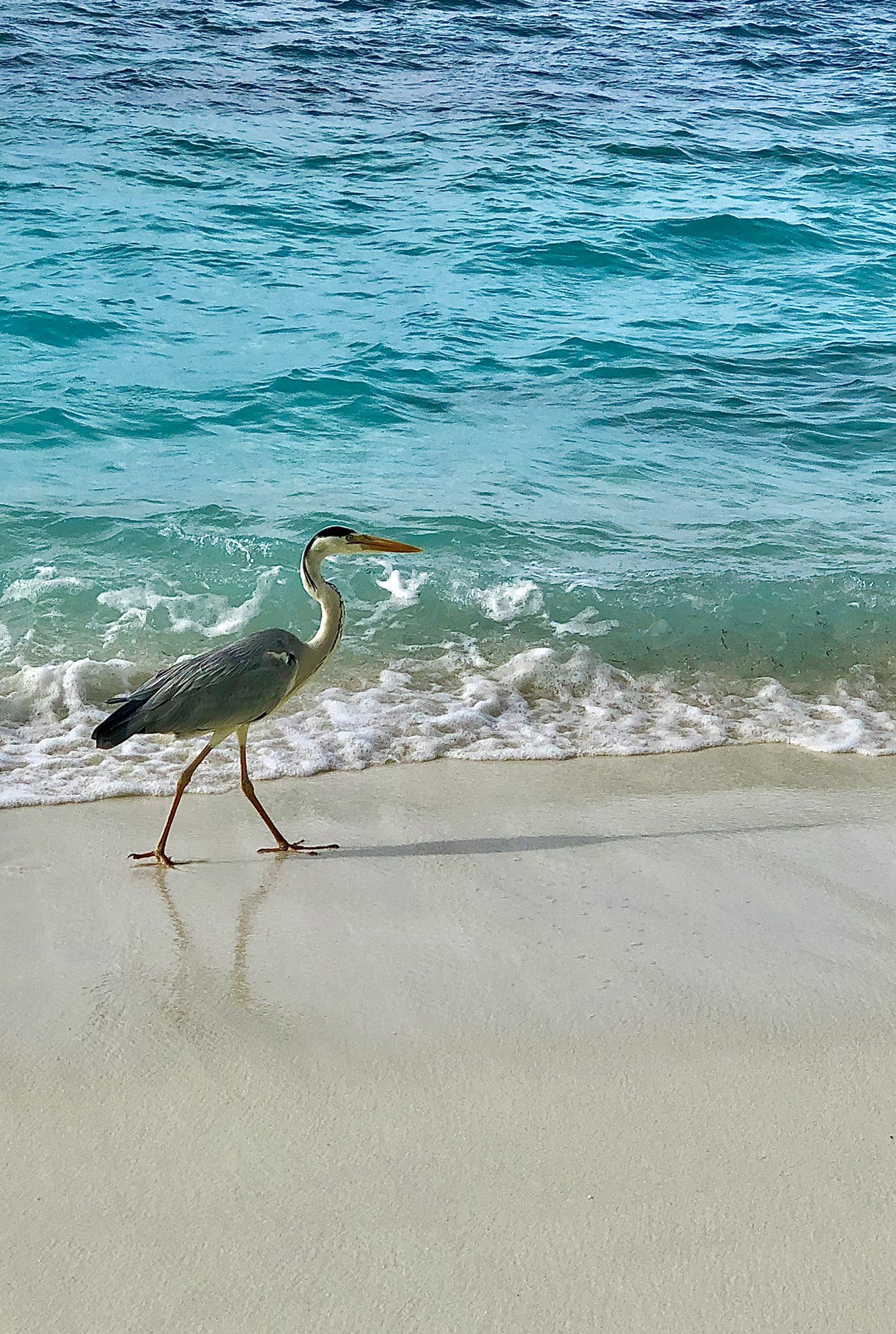 こゆき 自由な人 最近改めて 自分の英語力の低さが心許なくなって来た こりゃいかん 怠けるとこうなる ピンチはチャンスなので インプット開始 しかし Twitter にいる人達ってみんな優秀よね 素晴らし過ぎる 英会話 英語 T