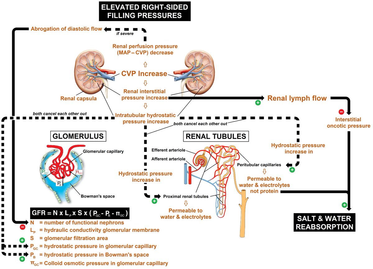 Effect of elevated CVP on the kidney: