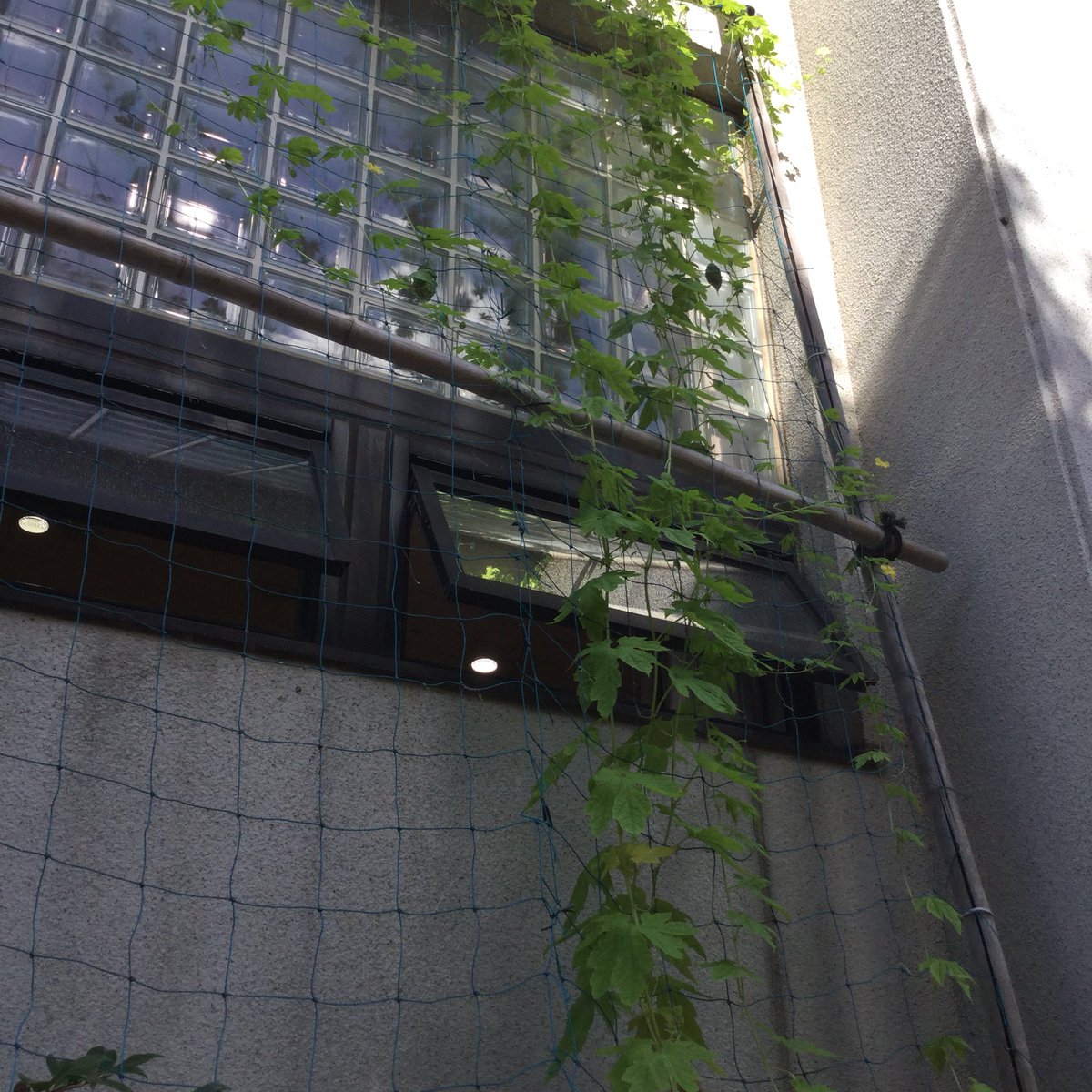 MinamiSc's tweet photo. おはようございます！

毎年、緑のカーテンとして育てているゴーヤですが、今年はスタートが遅かった為、9月になってやっと実がつきました。
一緒に植えた西洋アサガオも、綺麗な花を咲かせています。 https://t.co/el2wKVRdMW