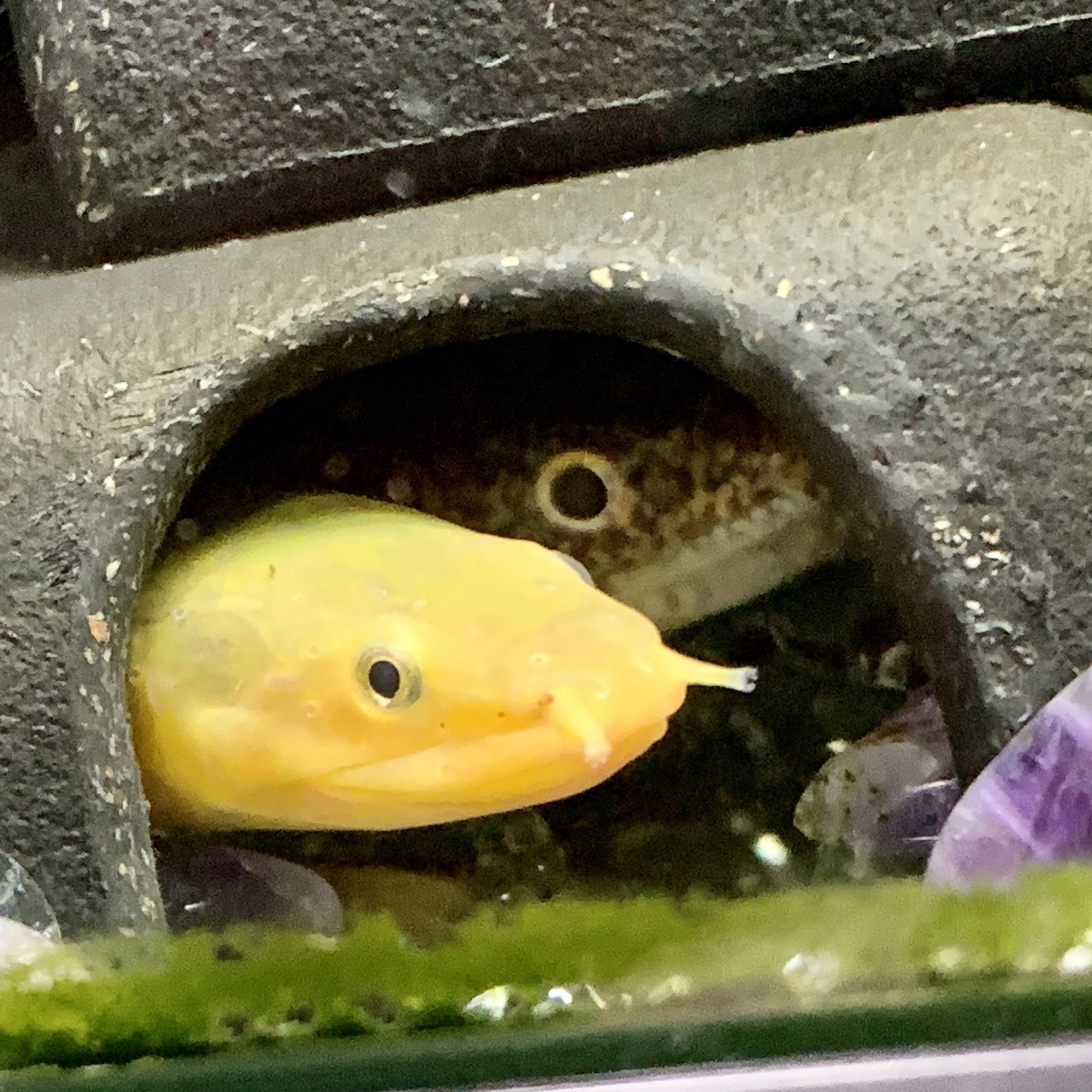 がっきー E イヤホン ラボ 水槽で錦鯉2匹とアミメウナギとポリプテルス混泳飼育しているのですが 約3ヶ月前から飼育している ポリプテルス ブティコフェリーのブティ子は警戒心が強くて表出ても直ぐに隠れ家に逃げちゃうんだけど やっと姿を見せてご飯