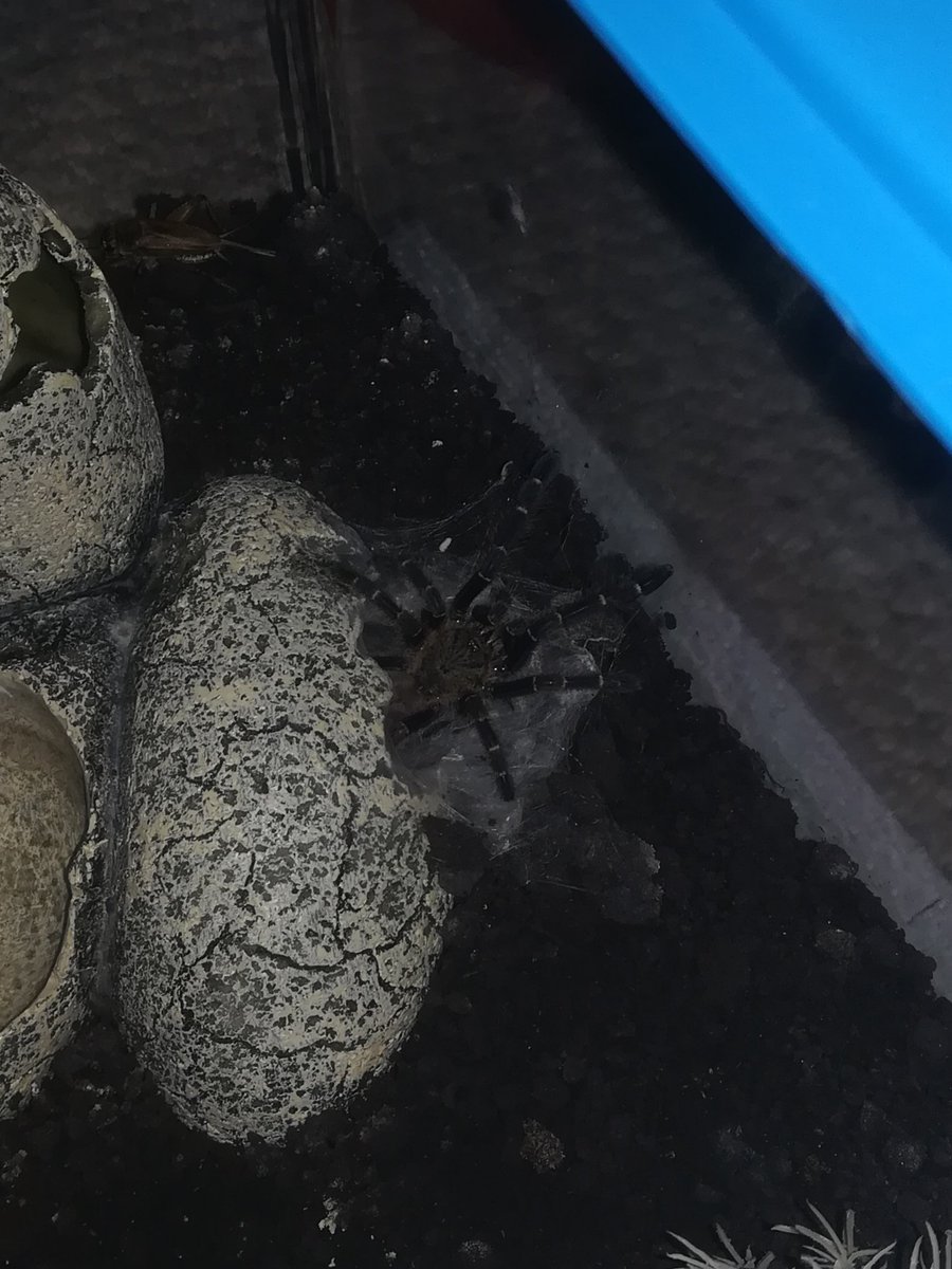 #Haplopelma #Tarantula #beautiful at #home in #hide.. #DinosaurEggs cage setup 🕷️👍🤠 https://t.co/geIB2dJHyF