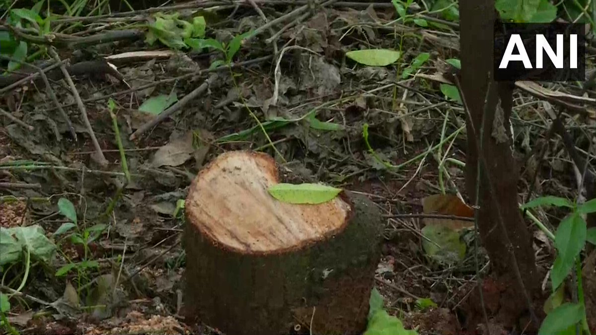 Ani Karnataka Smugglers Cut Down 150 Sandalwood Trees Belonging To A Farmer Decamped With Logs From A Village In Shivamogga District The Farmer Says The Smuggles Have Stolen 150