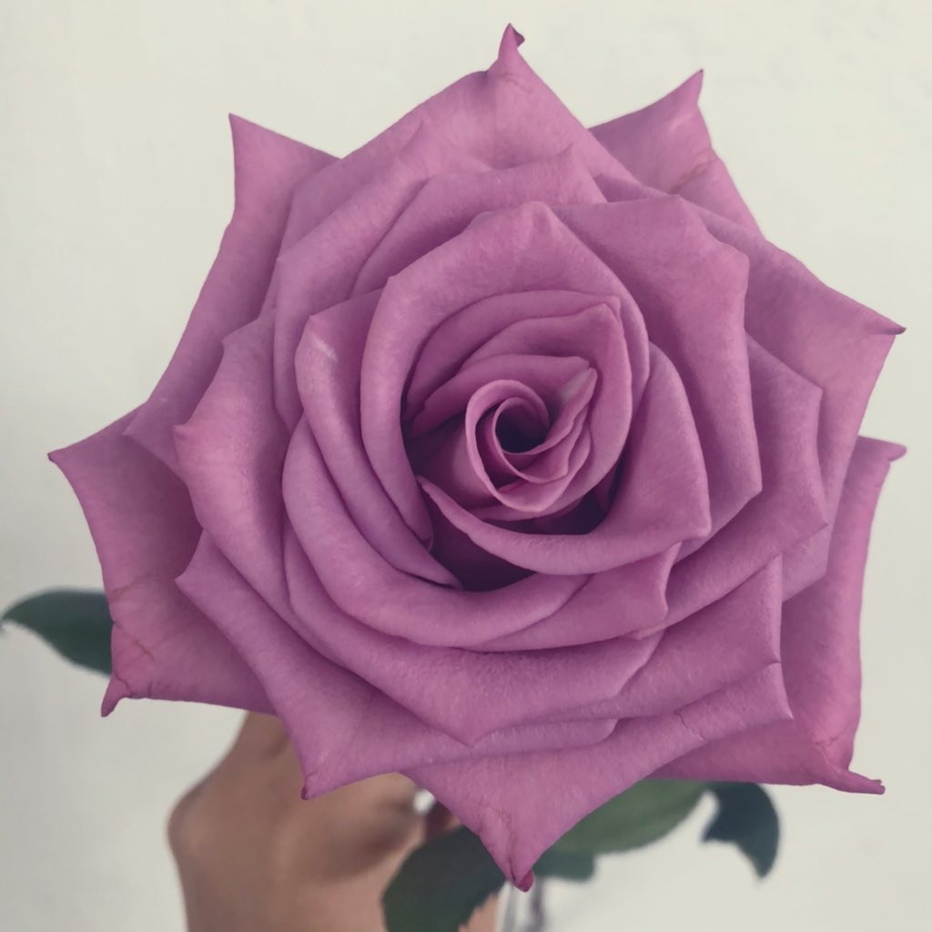 LAROSISTANCE's tweet photo. “Purple Rain” as today’s soundtrack🔮 https://t.co/JvZTFopKL2