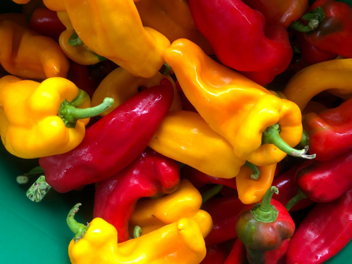 317main's tweet image. Yarmouth Farmers Market Thursday September 10th 3-6pm. Meatballs, Macs, Poblano Peppers and Jazz tunes with Conor Linehan &amp;amp; Clifford Cameron conta.cc/2Zp9ZEx