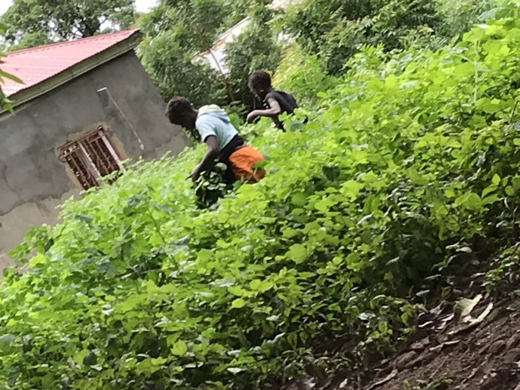 The world is going so crazy look at hat our people in our village use to cut and cook to eat 😞