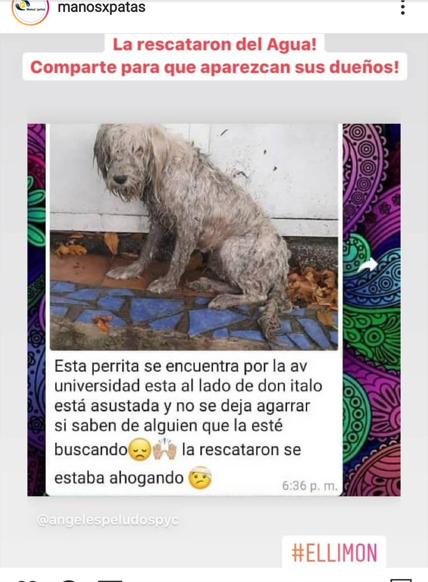 ConSolPorFavor's tweet photo. Se busca a los dueños! En El Limón . Aragua . Contactar a ese número 🙏🏻 https://t.co/yEp9p1ZyZF