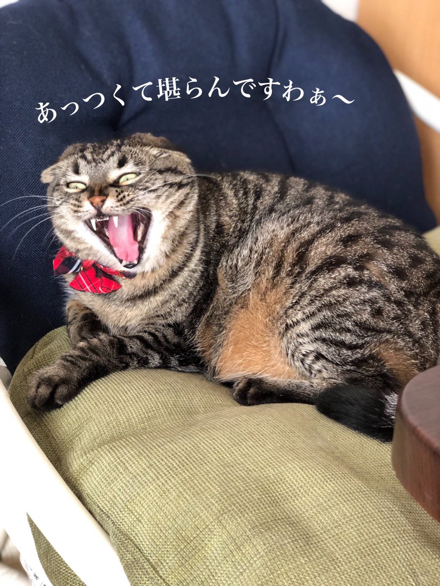 CPtsukuba's tweet photo. 本日も暑いですね🥵今日のモデルさんは、おっとり美猫のサツキさん🐈💕#あくび猫 #ケアペッツつくば #動物看護師のペットシッター #ペットシッター #キャットシッター #ペットのお留守番 #お散歩代行 #みらい平 #みどりの #猫好きさんと繋がりたい #猫のいる暮らし #Japanesecat #きじとら https://t.co/W4gD88otmb