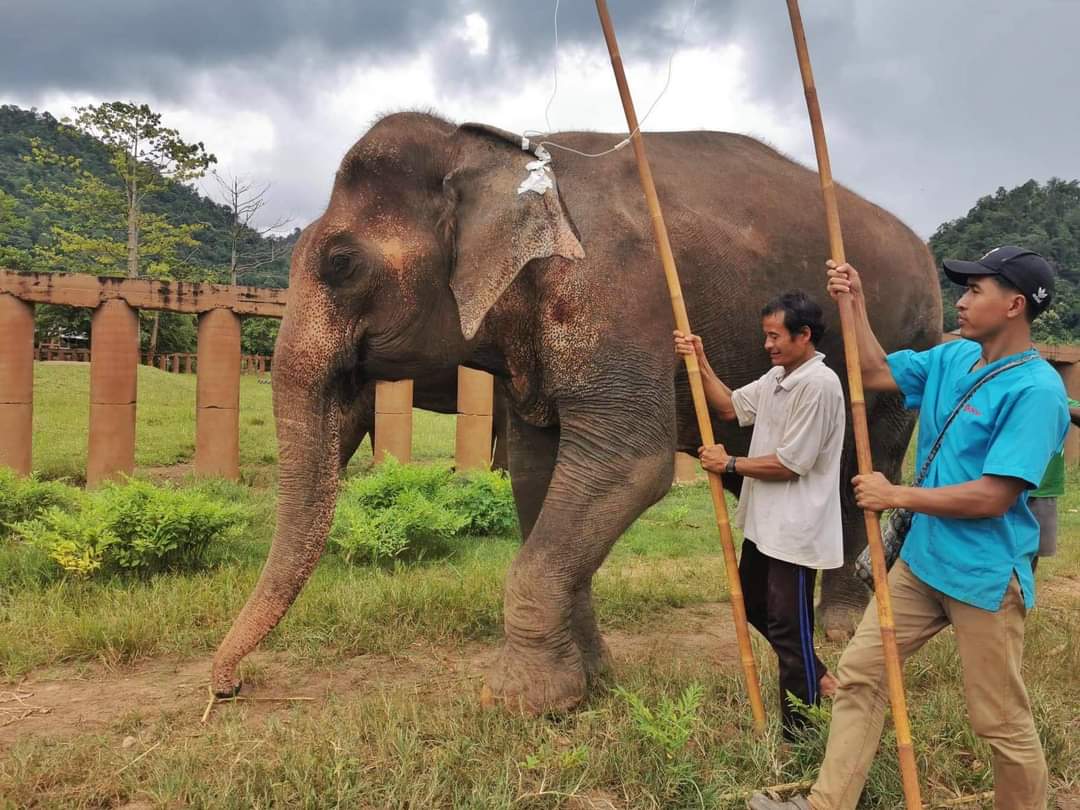 ElephantNatureP's tweet photo. After treatment and long hours of sleep , Bua Kham stood up by herself . First thing, she walked directly to talk with her boy, Navann.
How you can help: https://t.co/4Iu84kwn9T
Or buying #EleGiftCard to feed our elephants: https://t.co/0Tkh89bnvw https://t.co/OdbLMGCGjV