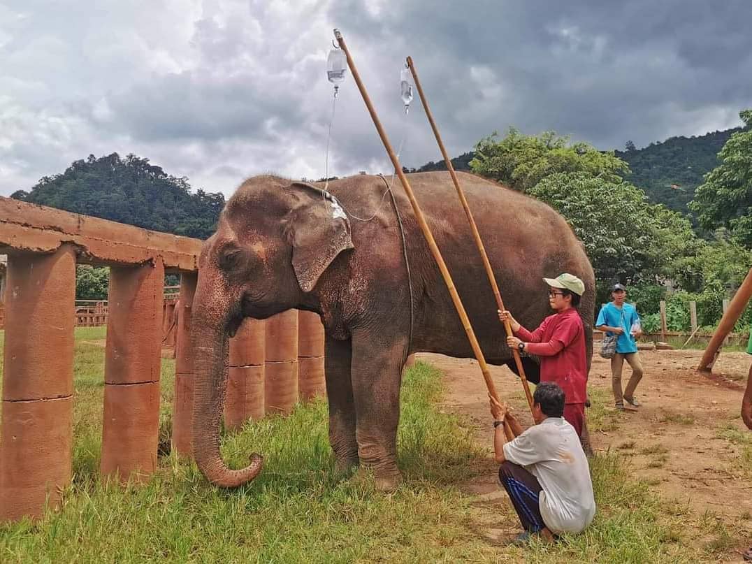ElephantNatureP's tweet photo. After treatment and long hours of sleep , Bua Kham stood up by herself . First thing, she walked directly to talk with her boy, Navann.
How you can help: https://t.co/4Iu84kwn9T
Or buying #EleGiftCard to feed our elephants: https://t.co/0Tkh89bnvw https://t.co/OdbLMGCGjV
