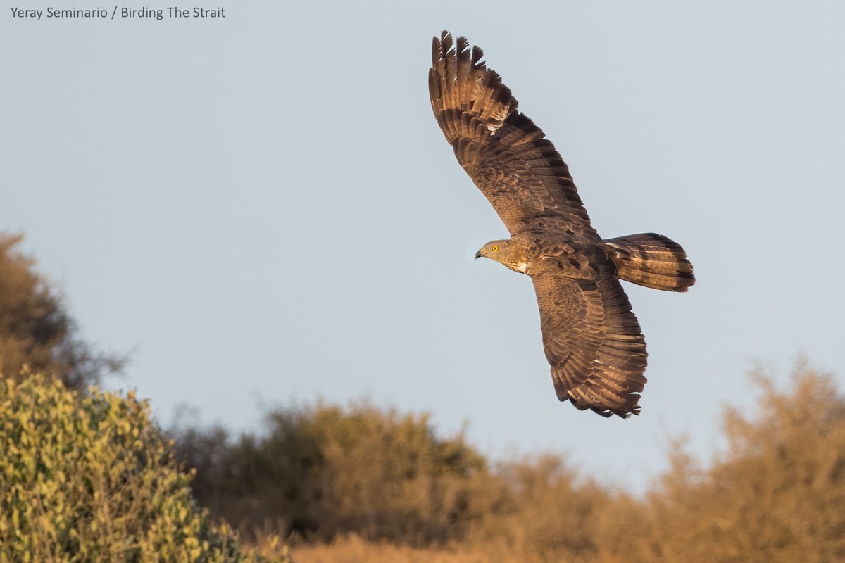 Birding The Strait tweet media