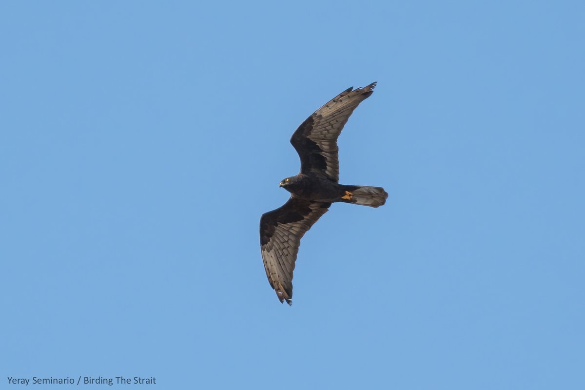 Birding The Strait tweet media