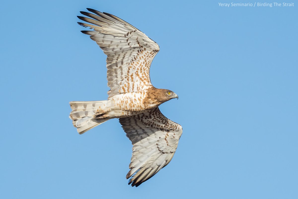 Birding The Strait tweet media