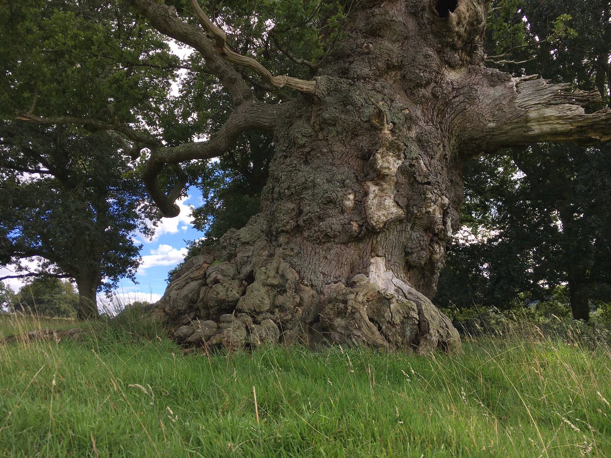 The strategy should also review and improve protection for our existing trees. From our mature shade-casting street trees to gnarly survivors in the countryside like this: