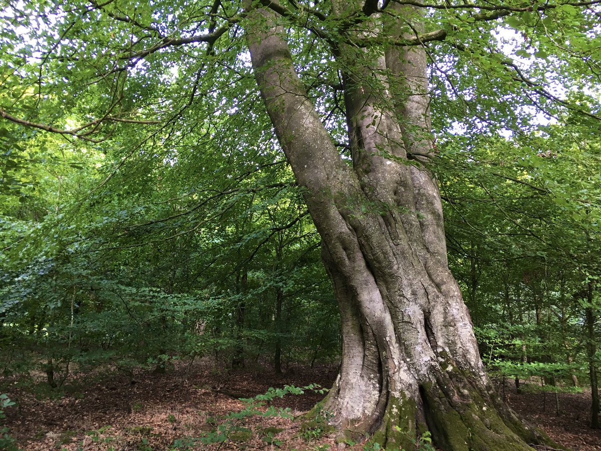 And finally, a reminder of what government strategies and policies are actually there for. This.  #EnglandTreeStrategy