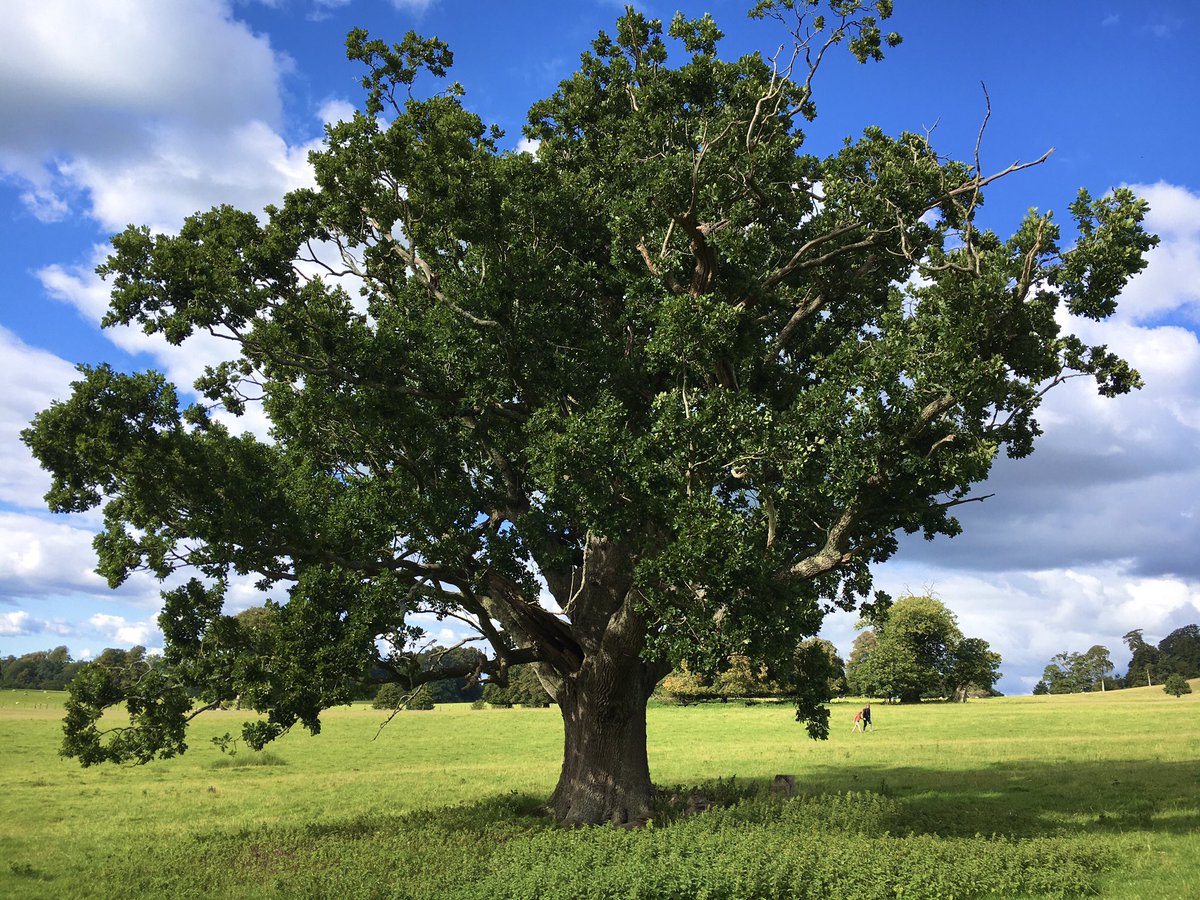 And finally, a reminder of what government strategies and policies are actually there for. This.  #EnglandTreeStrategy