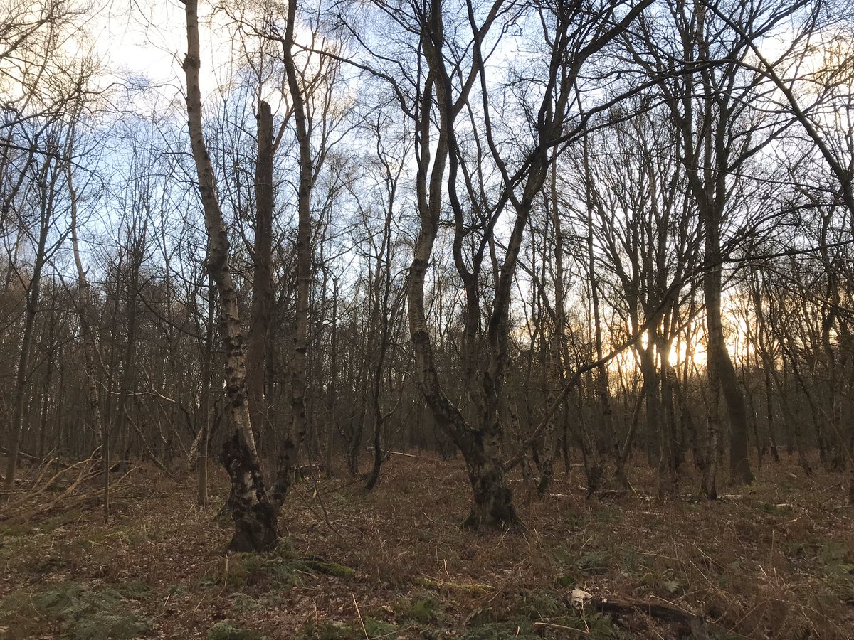 And finally, a reminder of what government strategies and policies are actually there for. This.  #EnglandTreeStrategy