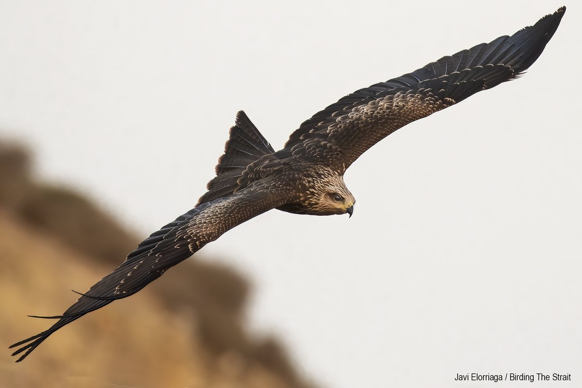 Raptor migration scenes from our latest guided excursions in Tarifa, the Strait of Gibraltar

#StraitOfGibraltar #birdmigratioon