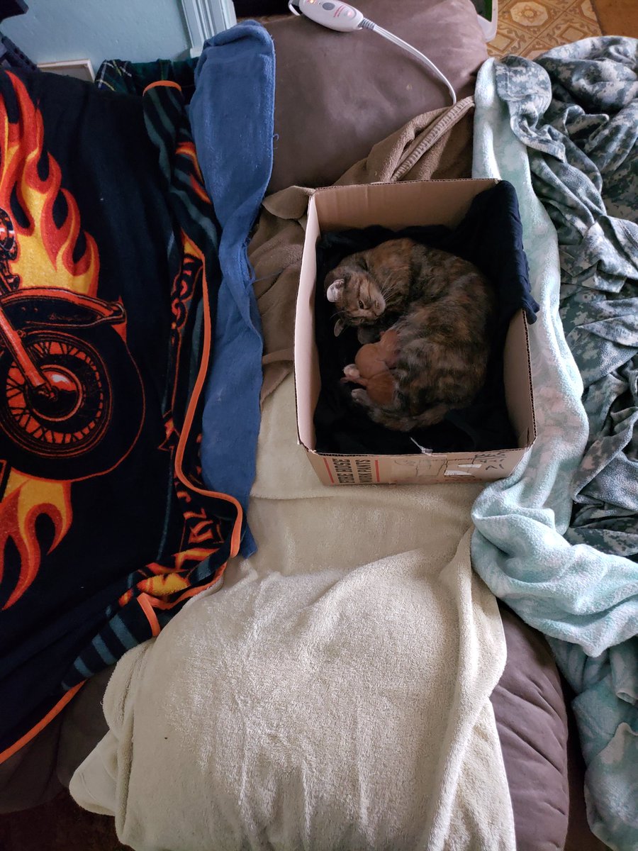 Put a heating pad under the towels in the middle of the recliner, and put the box with Rusty and the new shittens on top of it. #TheShittening