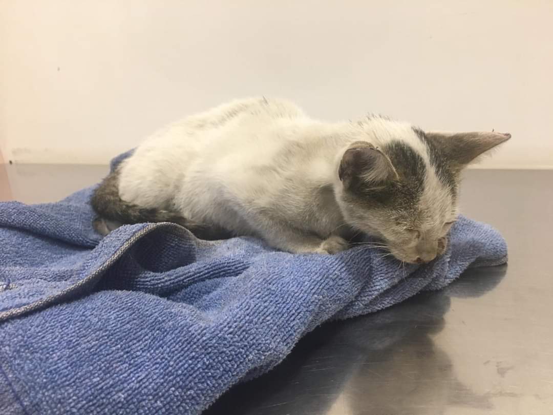 animalsmaresme's tweet photo. Gat trobat a #Calella. Està desnutrit i dèbil, possiblement porti dies al carrer i no hi estava acostumat. Ara mateix es troba a una clínica veterinària, el coneixes o saps si algú l'està cercant? #xarxabarcelonatrobats #gràcies #maresme https://t.co/unPu13V6sz