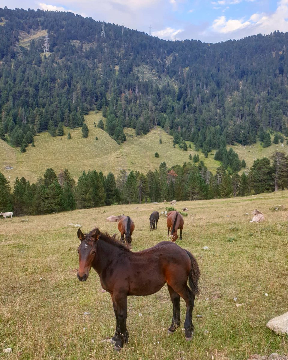 ricardrigall's tweet photo. Un noiet de la Val de Ruda. #valderuda #nautaran #valdaran #hiking #estiu2020 https://t.co/eQJS56FGGL
