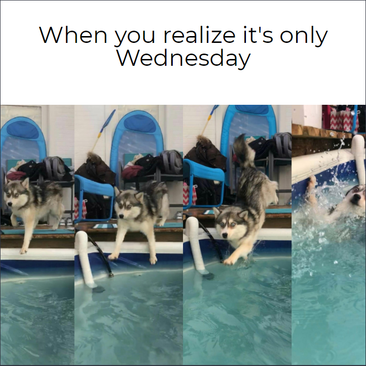 PoolZoom's tweet photo. We know that feeling! We're ready to get back relaxing in the pool. #humpdayyyy https://t.co/BYziXq87cw