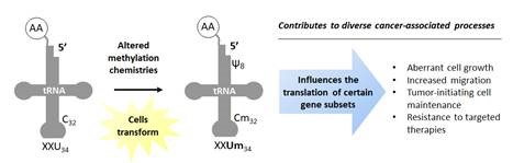 CEG_NY's tweet photo. See #TheResearchConnection’s new #Cancer R&D issue for insights into how @SUNYPolyInst researchers are studying the effects of #stressexposure on different #tRNA chemistries, with implications for #bladdercancer & #ovariancancer development. https://t.co/cjbYhmGYp3 @rfsuny https://t.co/iVZ6GI0o4r