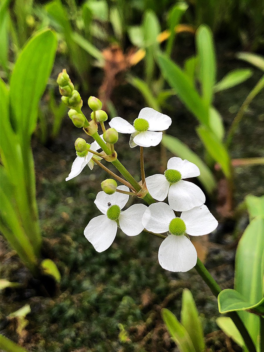 コウホネ Twitter Search