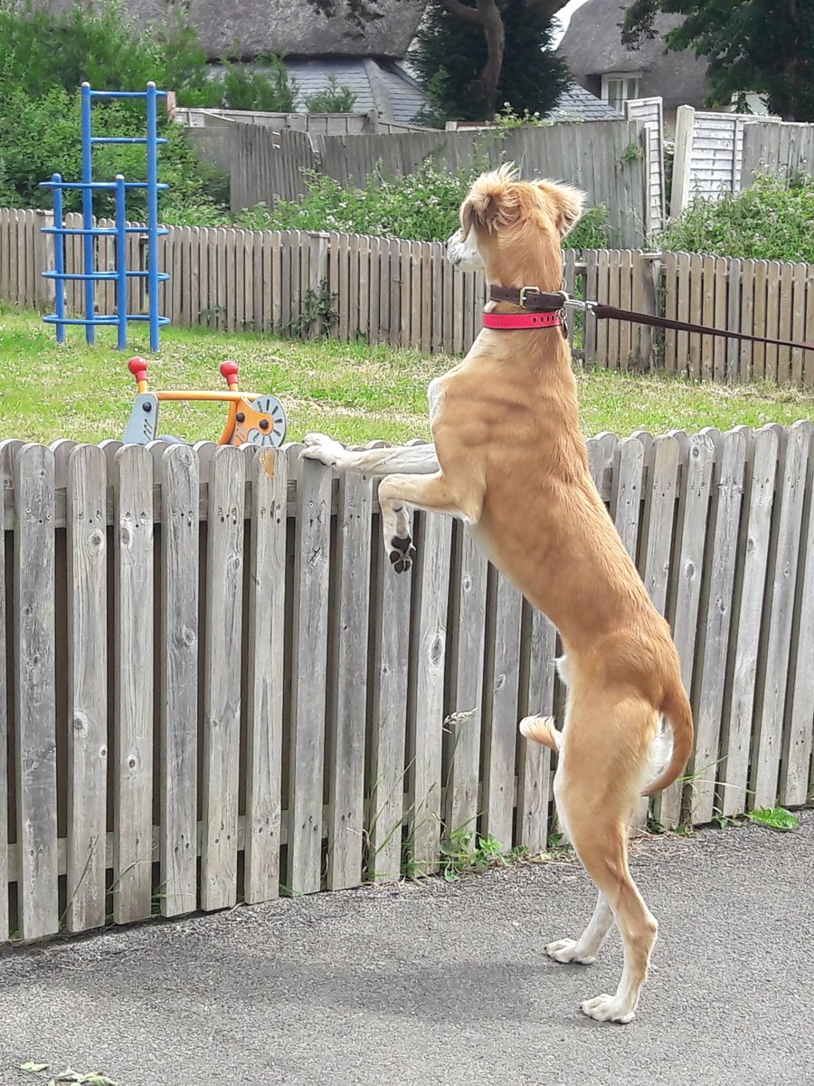 GPS Pet Trackers tweet media