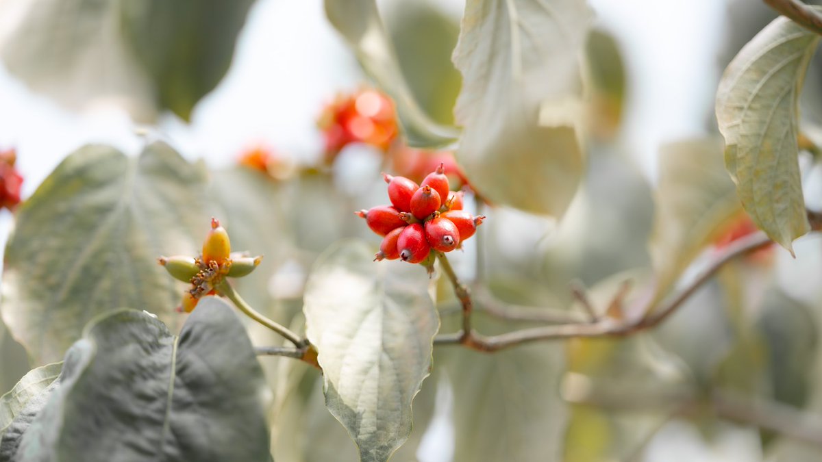 Takao ハナミズキ ハナミズキの赤い実が成っていました 北米原産 ハナミズキ は花びらに見える4枚の総苞の真ん中に小さな花が集まって咲くので 実もたくさんの実が集まった形です これから12 月頃までオナガ ムクドリ ヒヨドリ シジュウカラなどの鳥が