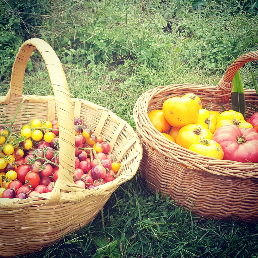 Feydakyn's tweet photo. Fruits of labor... #gardening #garden #tomatoes🍅 #tomato #tomatoesfordays https://t.co/yh9zKmSFyX