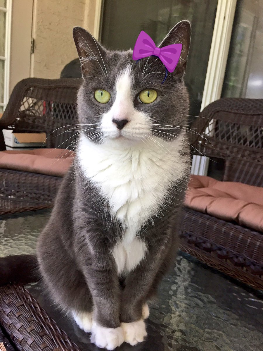 Angel Chloee🌈💔😢 & Calli 💖 tweet media