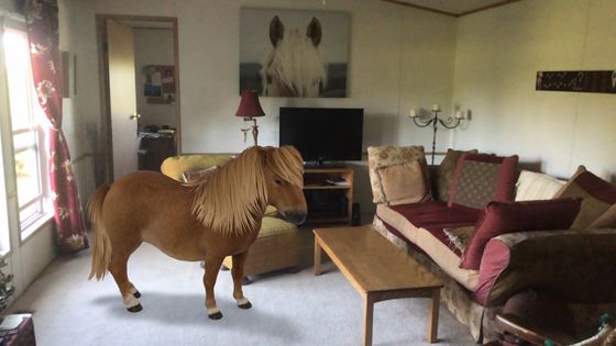 HorseLoversMath's tweet photo. A fun activity for kids who love horses! Make a 3D horse or a 3D Shetland pony appear anywhere—then take a photo or video! https://t.co/dGAoV3KMkx #HomeSchooling #hsbloggers #hsfreebies #unschooling #activelearning #horses #ponyhour #horselover https://t.co/Y2Pg3D4o2p