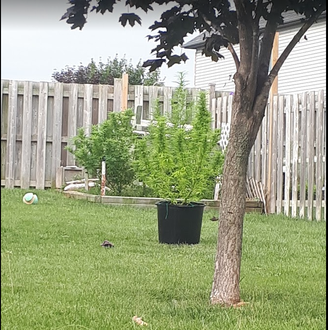 HerbBudman's tweet image. A pic from my basement window. 1 lady in a pot, 2 behind in the back corner and 1 on other side (not pictured). Neighbors down my (all) streets capitalizing on the 4 plants allowance per house :) #Canada #LegalMeds #LegalFun #StayLifted