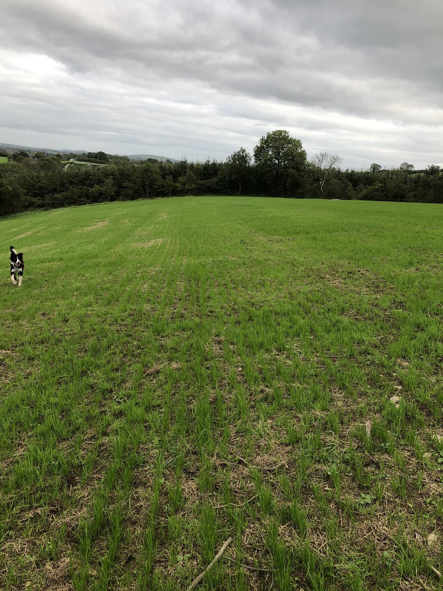 Grass seed in a month this week. Conventional and direct drill both sown the same day. First time direct drilling, so far so good. <a href="/JamesDunne31090/">James Dunne</a> <a href="/Germinal_Ire/">Germinal Ireland</a>