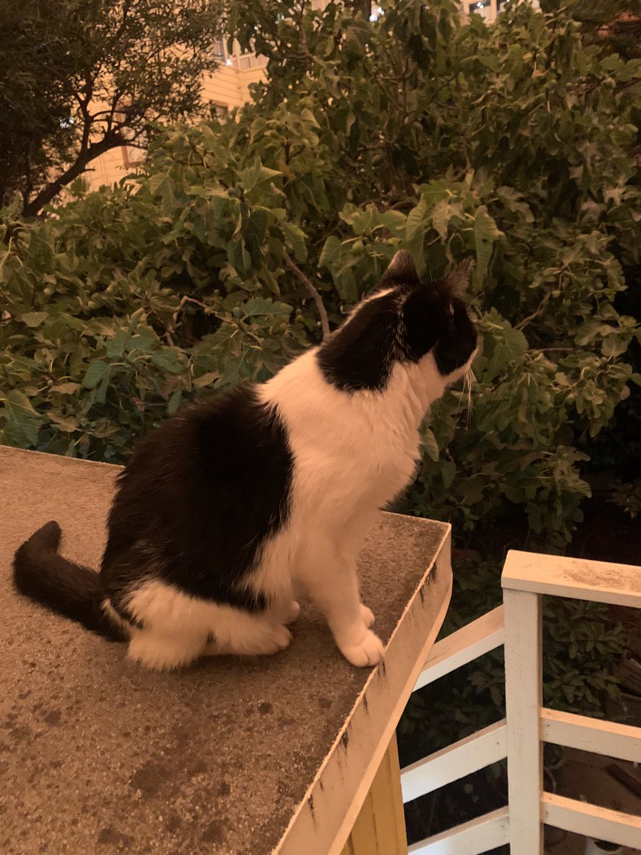 thizzinbelizzin's tweet photo. #BayArea #SanFrancisco #sanfranciscobayarea #cat #orangesky #wtf #disorienting #whatisthis #whatislife https://t.co/cDeNPAvCqH