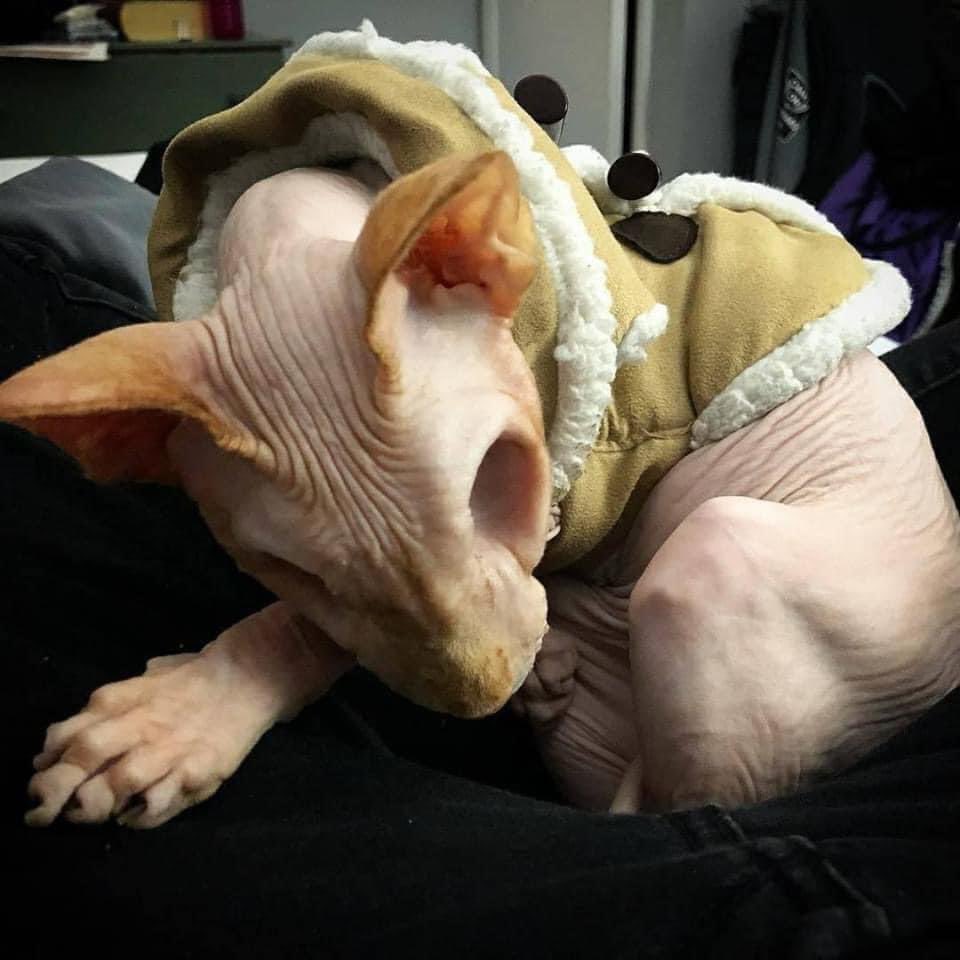 thegallowboob's tweet image. Meet Jazzypurrs. She had some corneal ulcers and had to have both eyes removed. Because she originally has no fur you can clearly see her eye sockets, resulting in a gorgeous spook of a skelly cat.